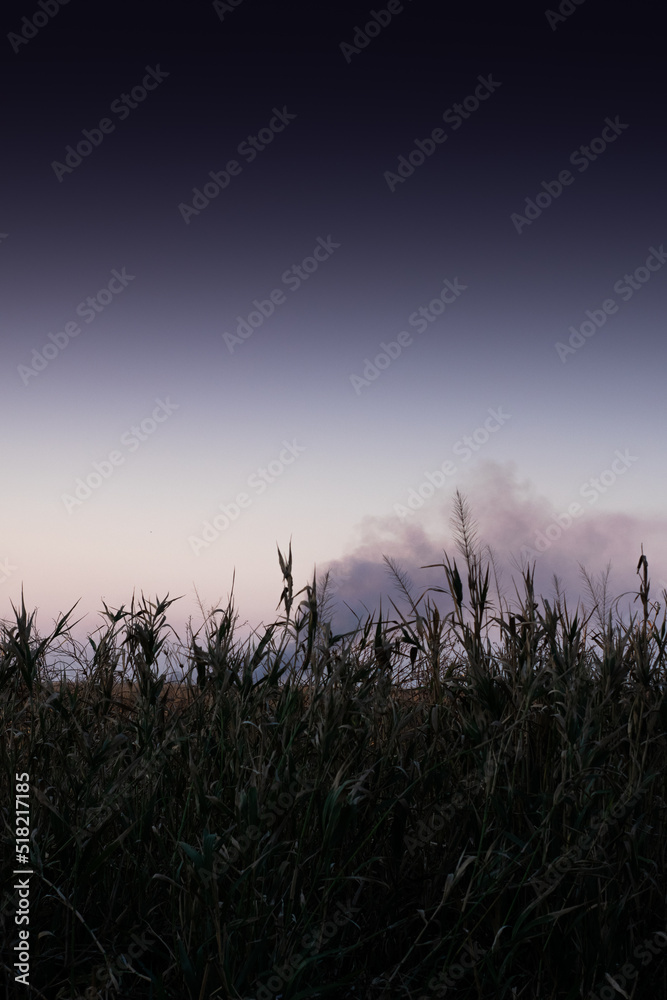 sunset in the field