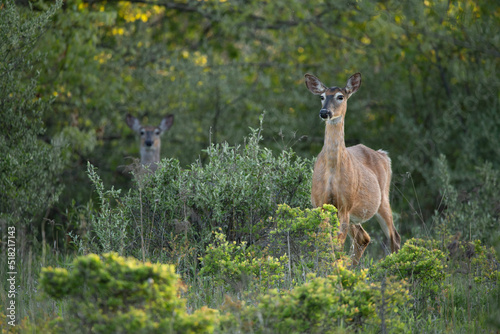 Two deer in a field