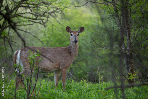 Fototapeta Naklejka Na Ścianę i Meble -  white tail deer in forest opening