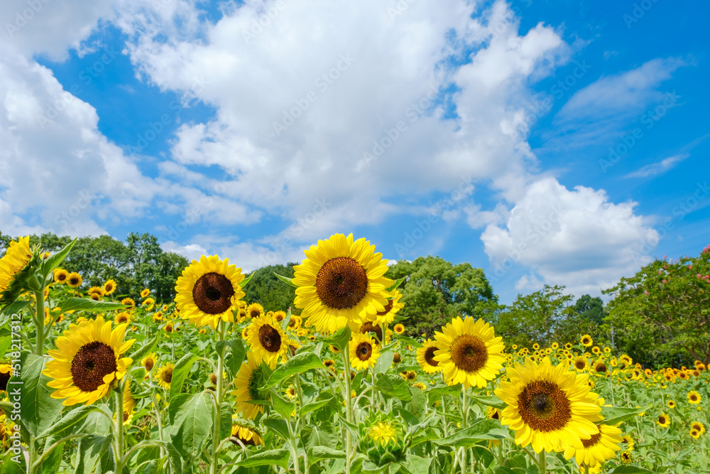 青空と白い雲とひまわり畑　奈良県馬見丘陵公園