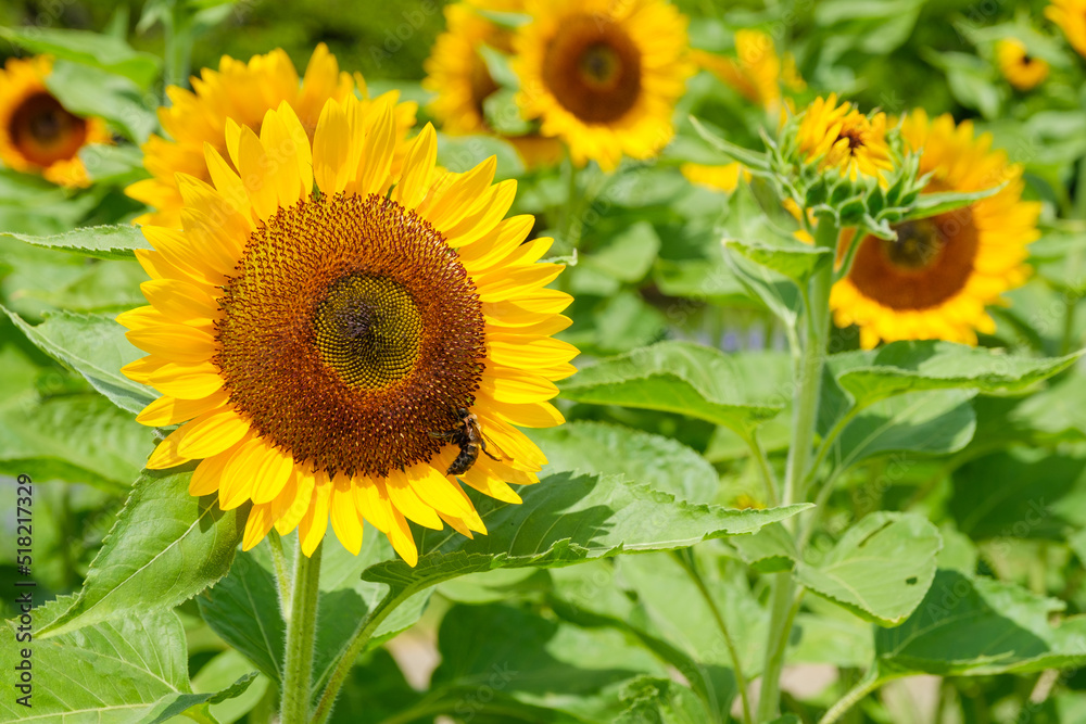 蜜を集める蜂とひまわり畑　奈良県馬見丘陵公園
