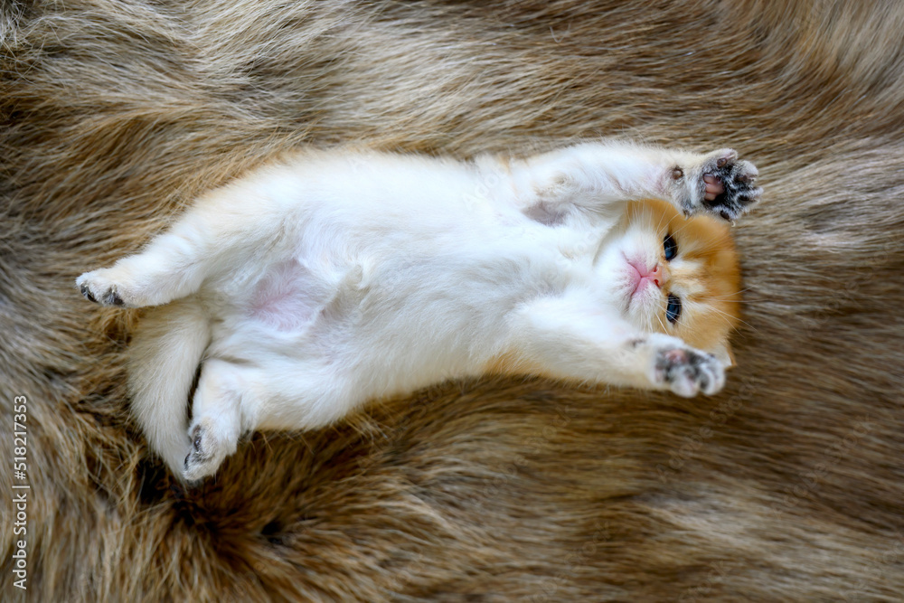 Obraz premium A kitten lies supine on a brown woolen carpet. Innocent looking kitten. British Shorthair, pure and beautiful, golden bloodline. Adorable, posing comfortably with legs spread on soft fur.