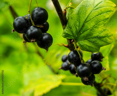 Berries of black currant.
Branch with ripe fruits of black currant. These berries are used in alternative medicine and as a health food.
Currant, Black currant, Ribes nigrum, Fruit, Berries, Food, Bun