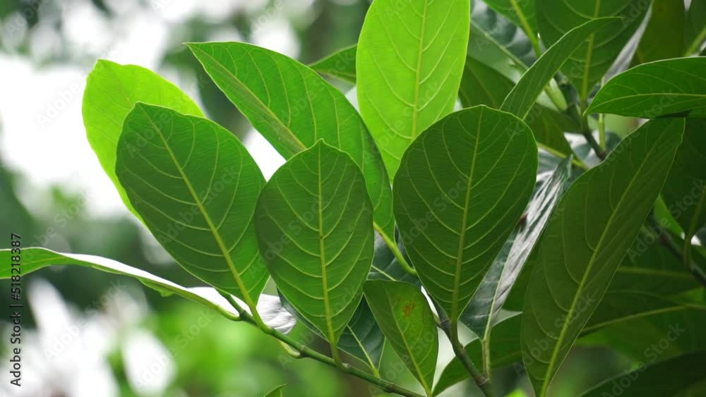 Green jack fruit leaves with natural background. The jack fruit (also known as jack tree, Artocarpus heterophyllus, nangka) is a species of tree in the fig, mulberry and breadfruit family (Moraceae). Green jack fruit leaves with natural background. The jack fruit (also known as jack tree, Artocarpus heterophyllus, nangka) is a species of tree in the fig, mulberry and breadfruit family (Moraceae).