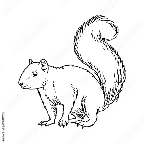 squirrel drawing