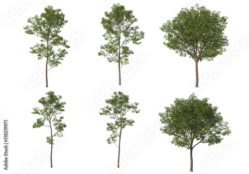 Tall tree on a white background.