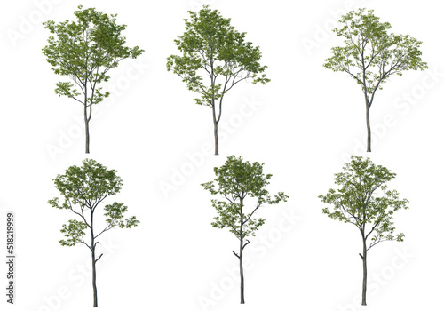 Tall tree on a white background.