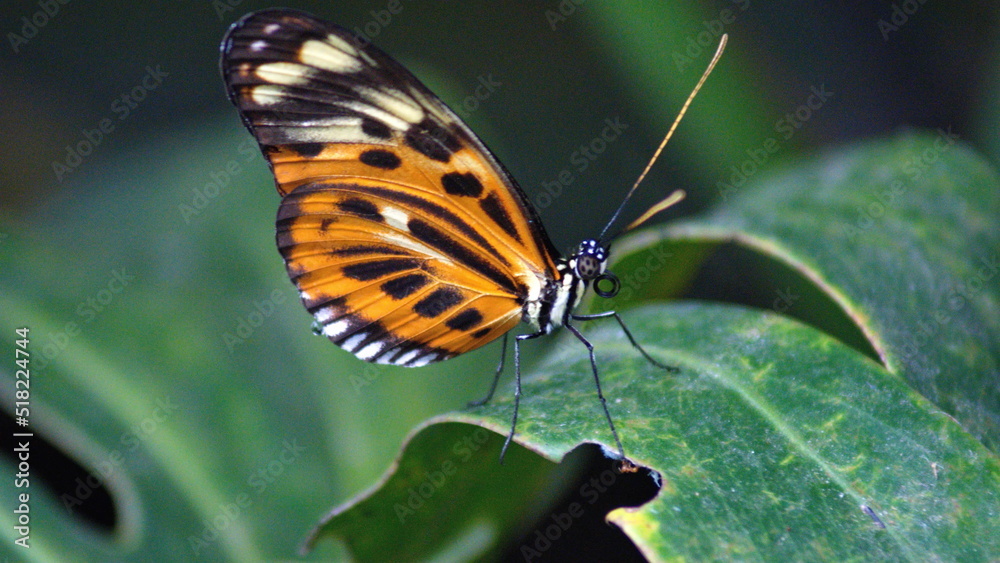 Butterfly with orange and black wings on a leaf at a butterfly garden in Mindo, Ecuador Butterfly with orange and black wings on a leaf at a butterfly garden in Mindo, Ecuador