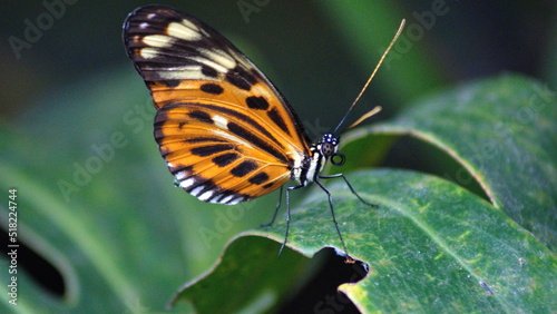 Butterfly with orange and black wings on a leaf at a butterfly garden in Mindo, Ecuador