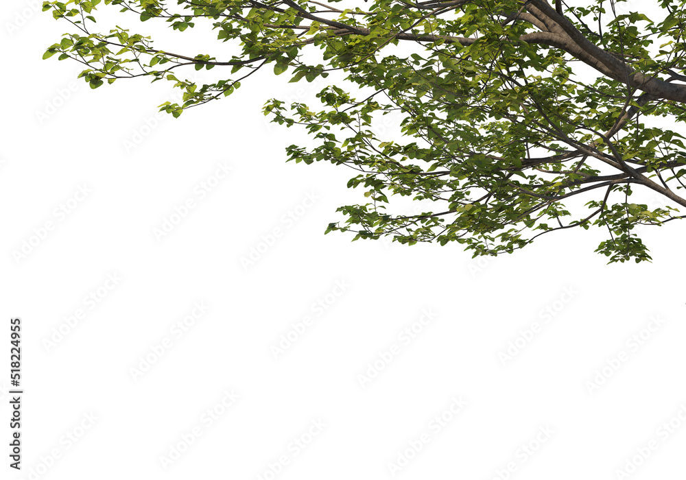 Foreground Tree on a white background Foreground Tree on a white background