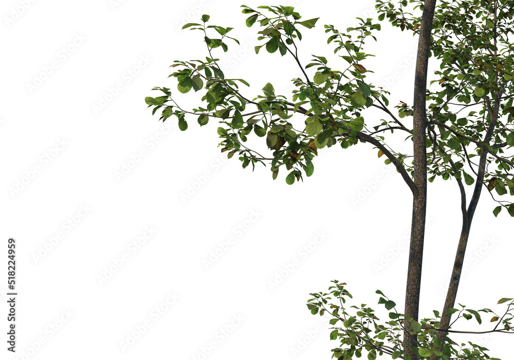 Obraz premium Foreground Tree on a white background