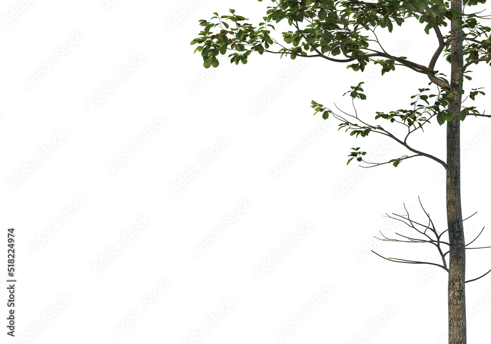 Fototapeta premium Foreground Tree on a white background