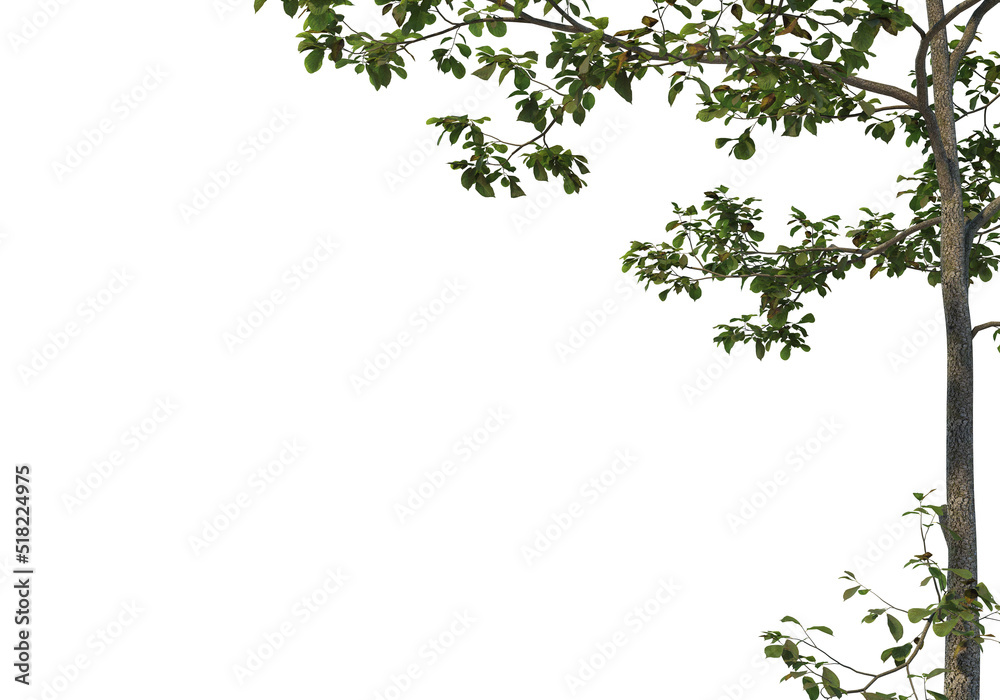 Foreground Tree on a white background Foreground Tree on a white background