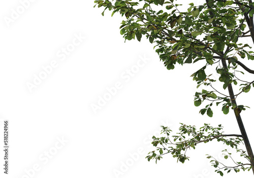 Foreground Tree on a white background