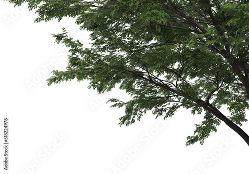 Foreground Tree on a white background © jomphon