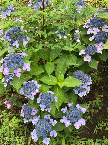 ハート型の紫陽花