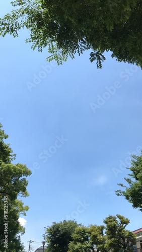 青空と木々