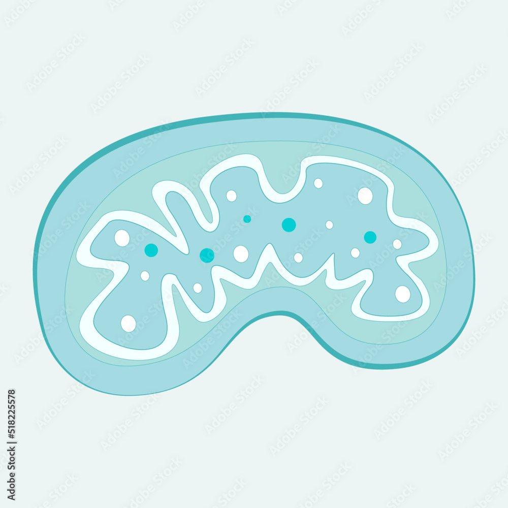 Obraz premium Flat mitochondria vector illustration background