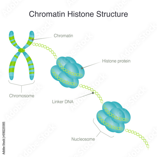 chromatin histone structure diagram photo