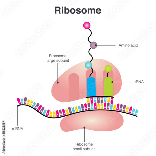 Ribosome translating mRNA into amino acids diagram