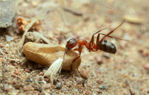 Wood ant, Formica struggling with transporting egg photo