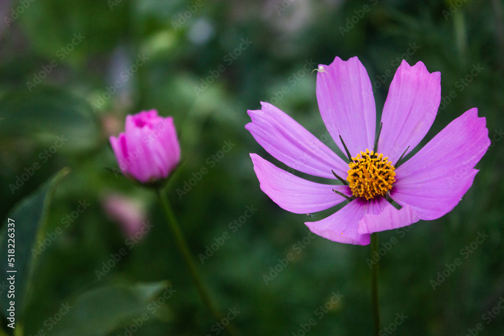 flower in the garden flower in the garden