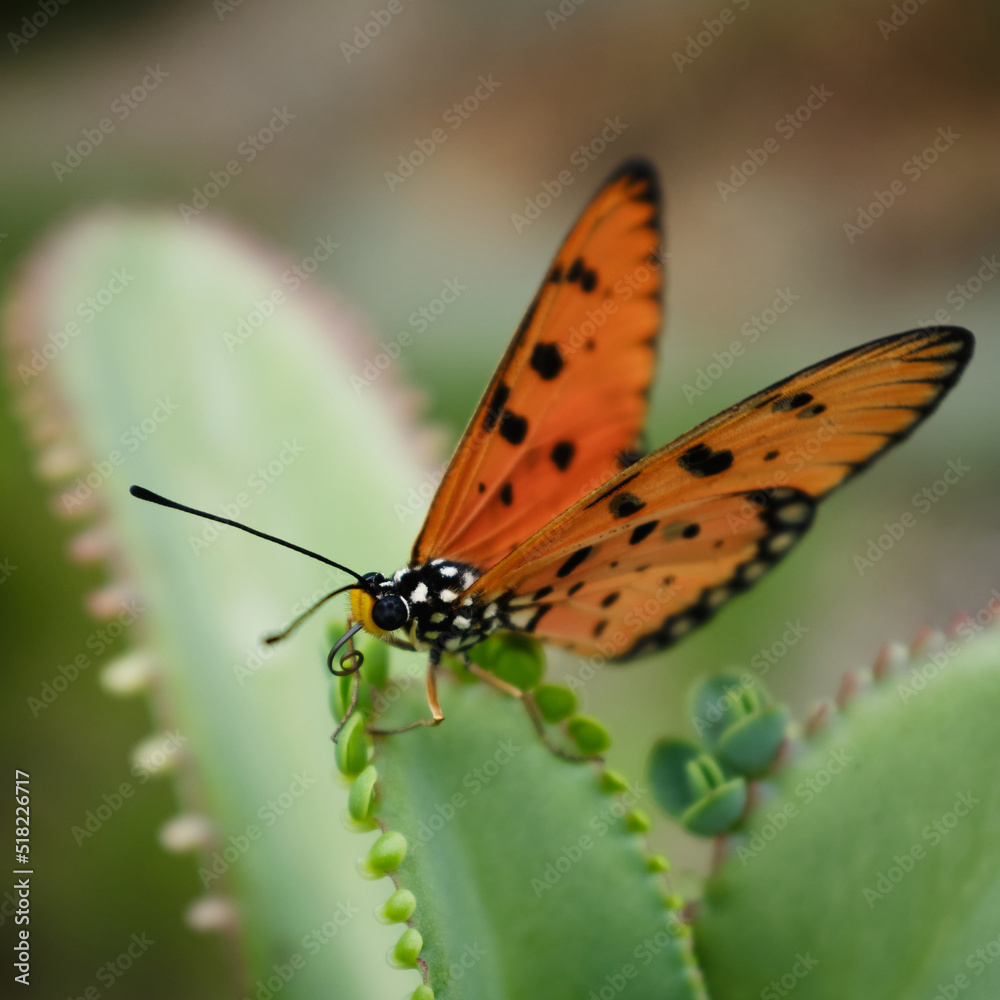 Obraz premium Closeup image of an orange butterfly resting on a green plant. Acraea terpsicore, the tawny coster.
