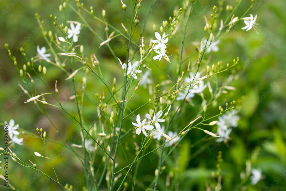 Anthericum ramosum, branched St Bernard's-lily white flowers closeup selective focus