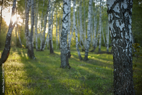 Fototapeta Naklejka Na Ścianę i Meble -  birch grove in the morning