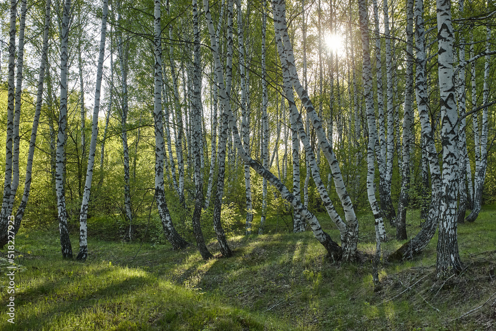 Obraz premium birch grove in the early morning