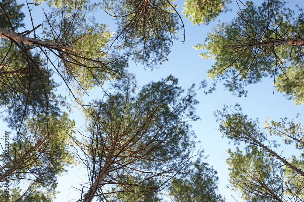 Obraz premium branches against sky