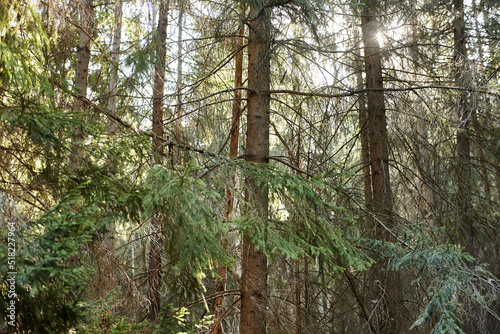 fir forest in the early morning