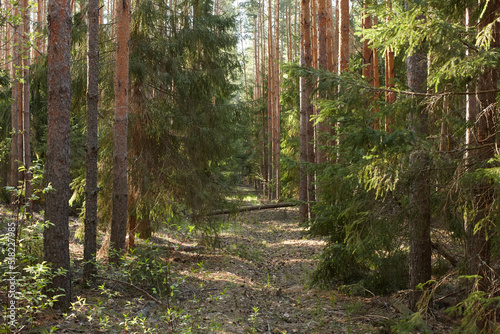 fir forest in the early morning