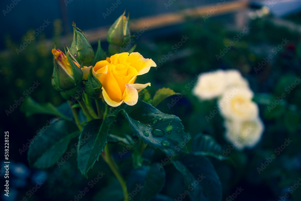 yellow rose in the garden yellow rose in the garden