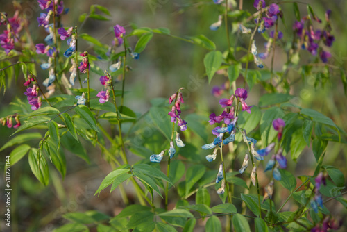 flowers in the forest