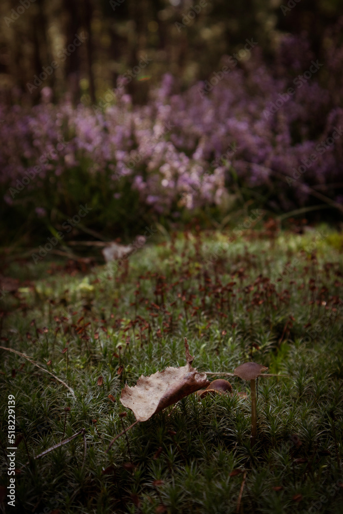 Obraz premium Close up of leaf lying on foreground with heather herb in forest on background