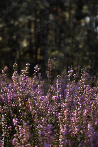 Close up of heather herb in the forest