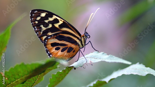 Butterfly with orange and black wings on a leaf at a butterfly garden in Mindo, Ecuador