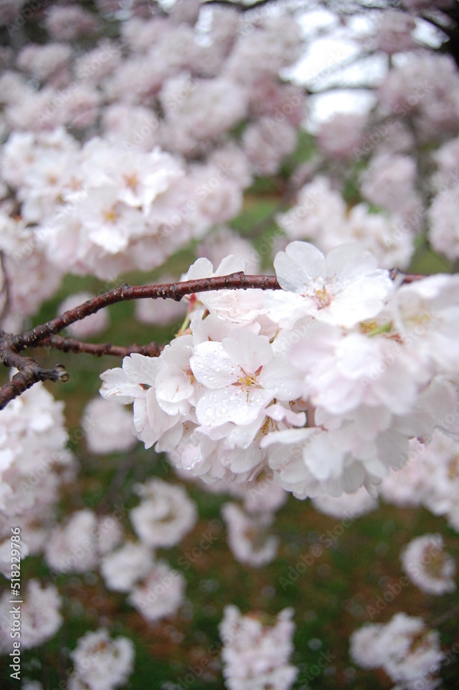 Cherry blossoms with greenery in the background Cherry blossoms with greenery in the background