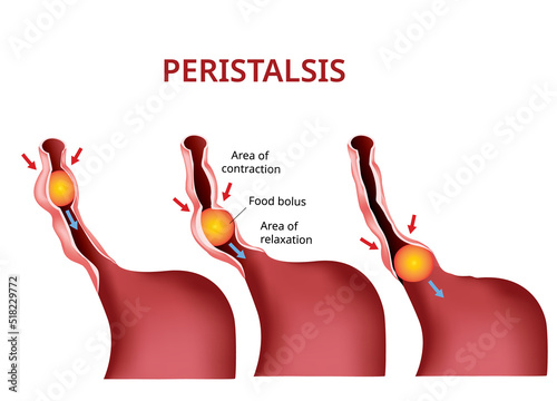 Digestion and Peristalsis. Esophagus and stomach to intestine, Vector