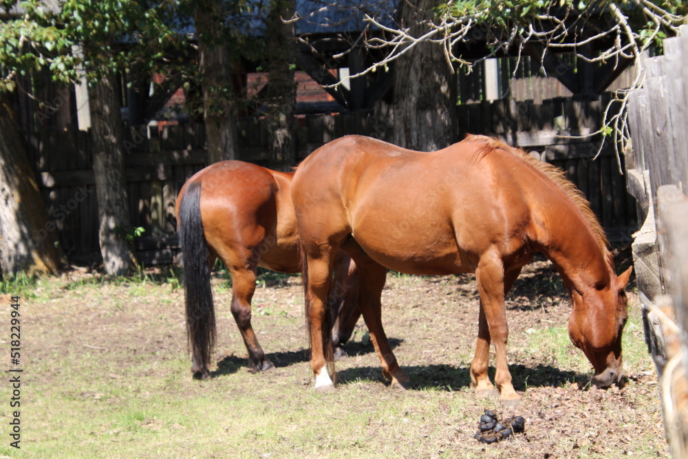 Obraz premium two horses grazing