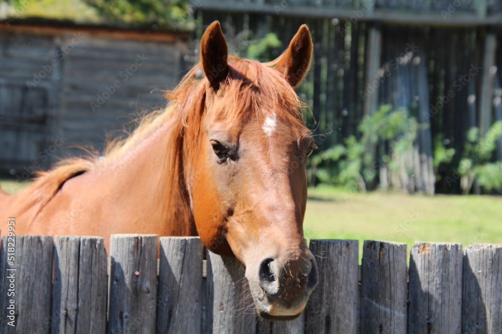 Fototapeta premium horse in stable