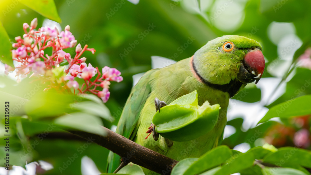 Rose-ringed parakeet eating fresh green carambola fruit in a tree. Rose-ringed parakeet eating fresh green carambola fruit in a tree.
