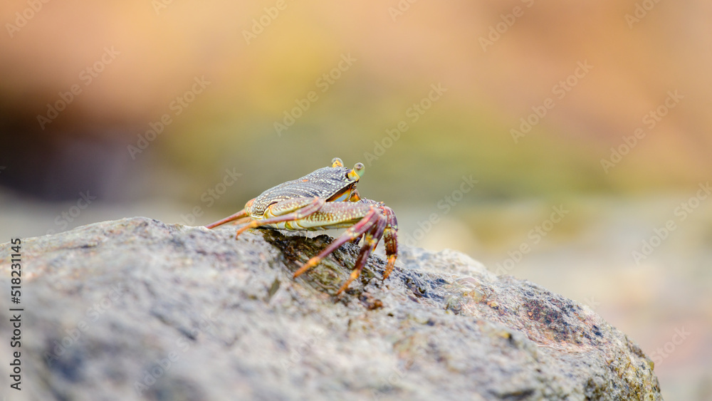 Beautiful Grapsus Albolineatus crab staying on top of wet sea rock on the beach. Soft bokeh background. Beautiful Grapsus Albolineatus crab staying on top of wet sea rock on the beach. Soft bokeh background.
