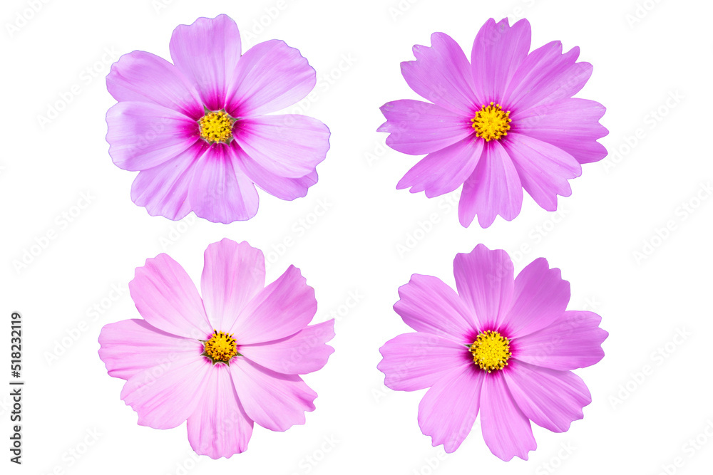 Set of Pink cosmos isolated on white background. Set of Pink cosmos isolated on white background.