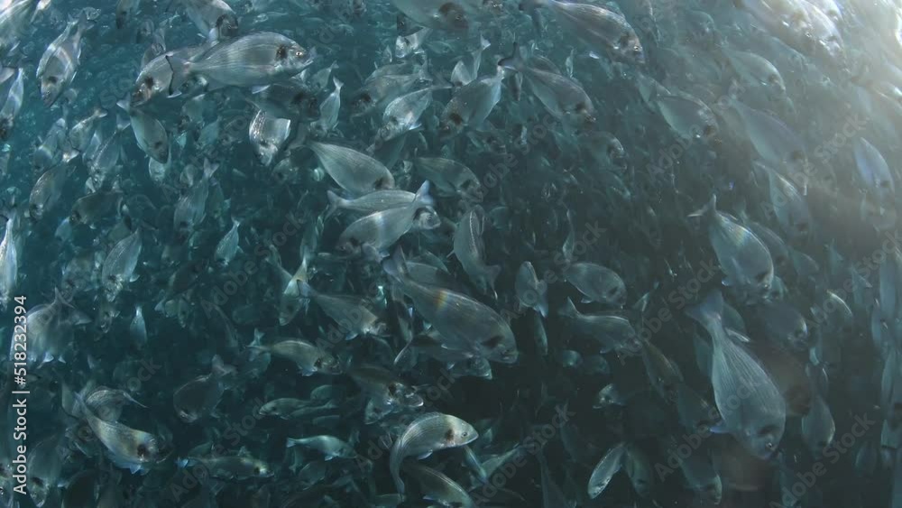 Thousands of fishes seen inside fish farms net cages floating in off shore regions of Turkey. Thousands of fishes seen inside fish farms net cages floating in off shore regions of Turkey.