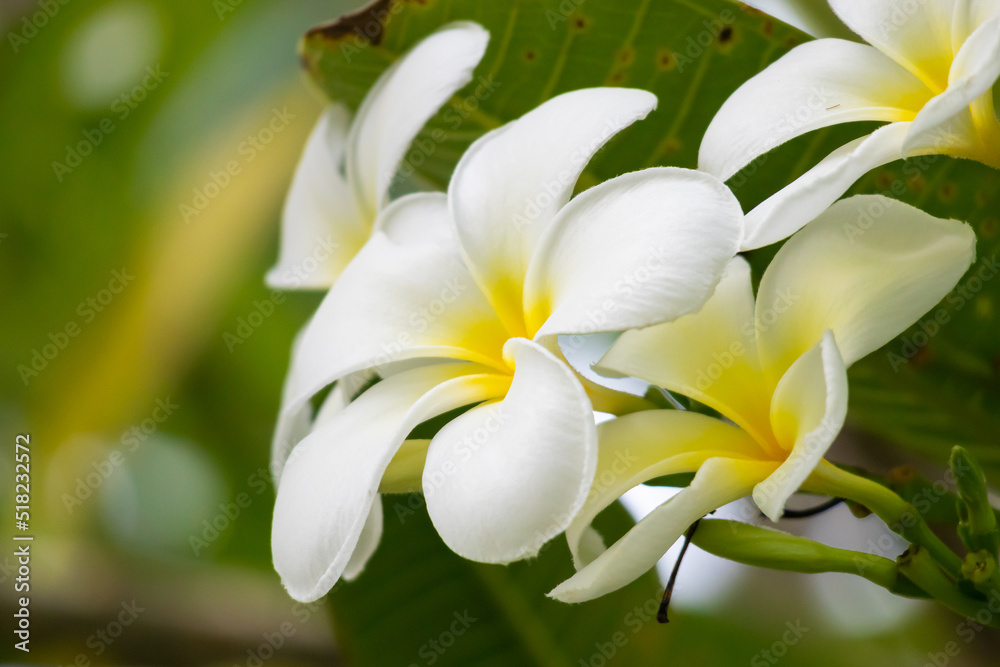 Fototapeta premium White Frangipani flower Plumeria alba with green leaves