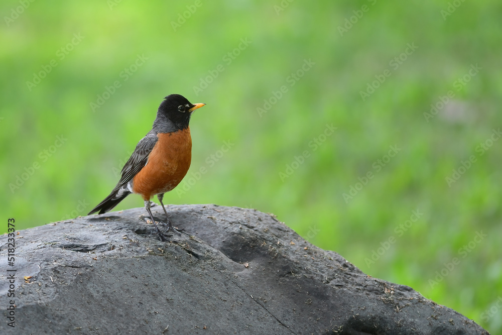 An American robin (Turdus migratorius) perched on a rock An American robin (Turdus migratorius) perched on a rock