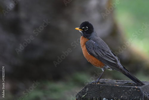 An American robin (Turdus migratorius) perched on a rock