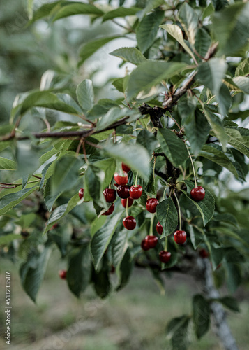 Cherry harvest in the orchard. Branch with cherries in the wind. Selective focus.